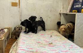 Более 130 собак спасли волонтеры от голодной см...