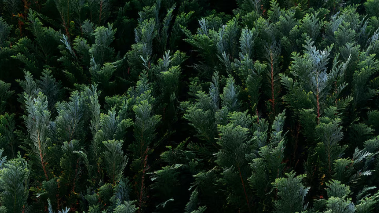 В результате многолетних исследований, проведен...