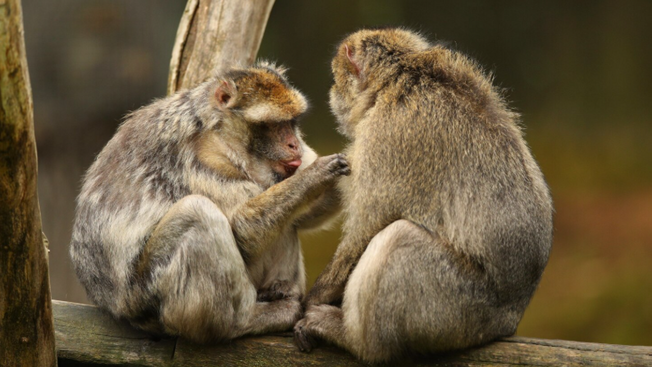 Немецкие ученые зафиксировали необычный случай ...