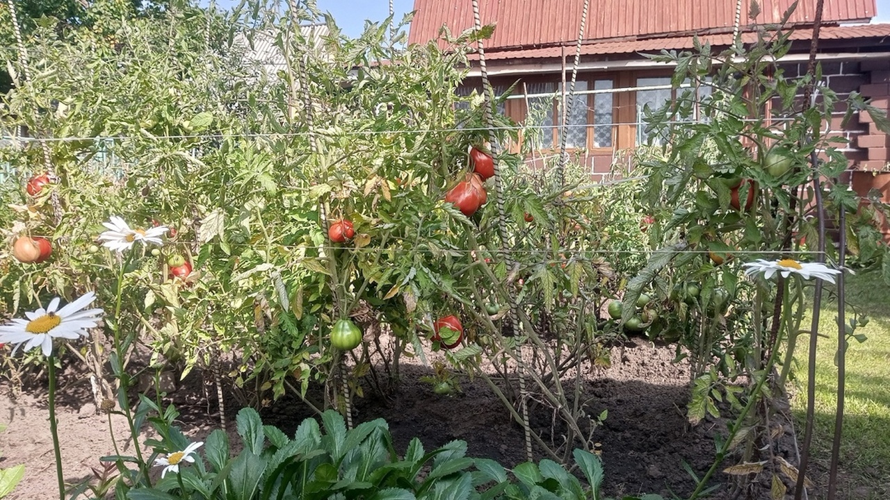 Сентябрь — отличное время для подготовки дачног...