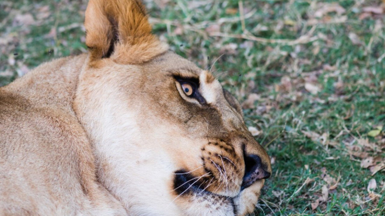 В Самарский зоопарк была доставлена львица по и...