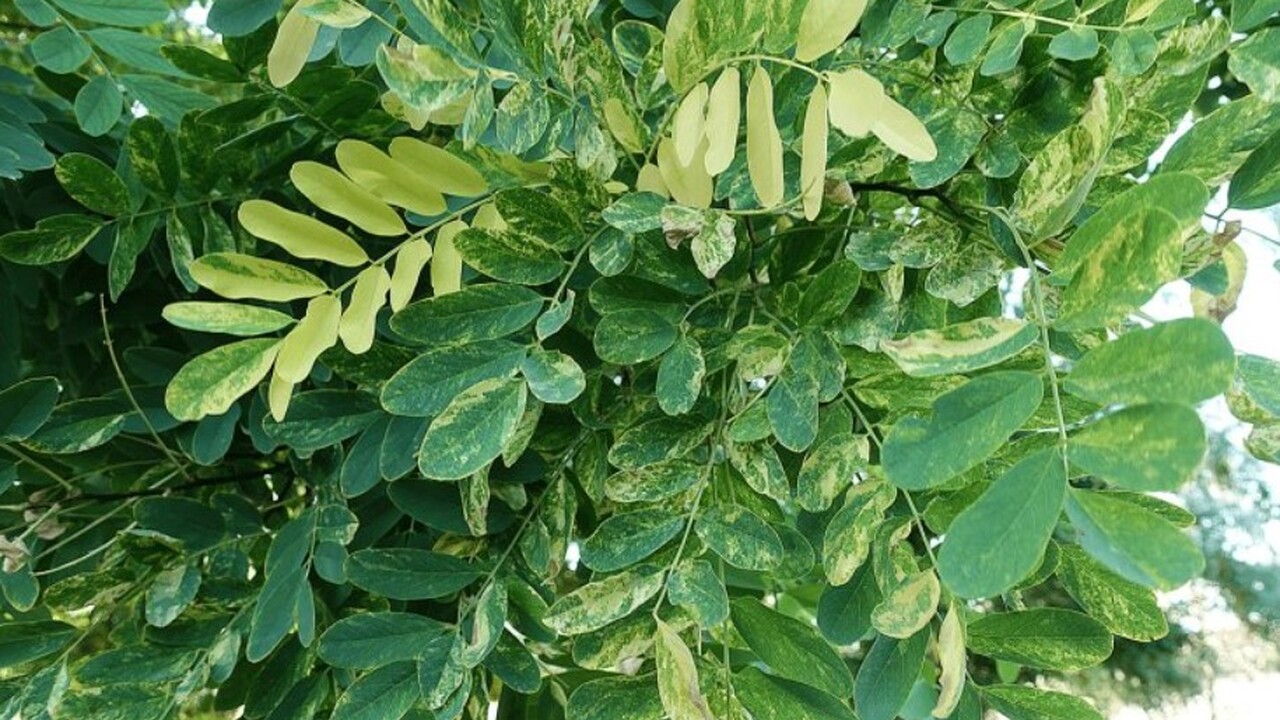 Ecologica Montenegrina: ученые-исследователи из КФУ описали новый сорт робинии Профессор Крымского федерального университета и...