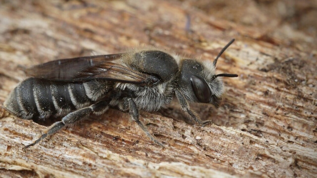 Немецкие и французские исследователи провели де...