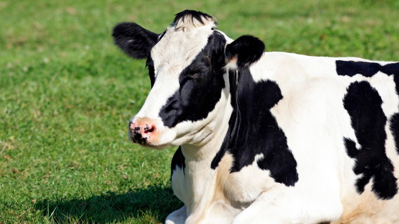 Австрийские учёные из Венского университета вет...