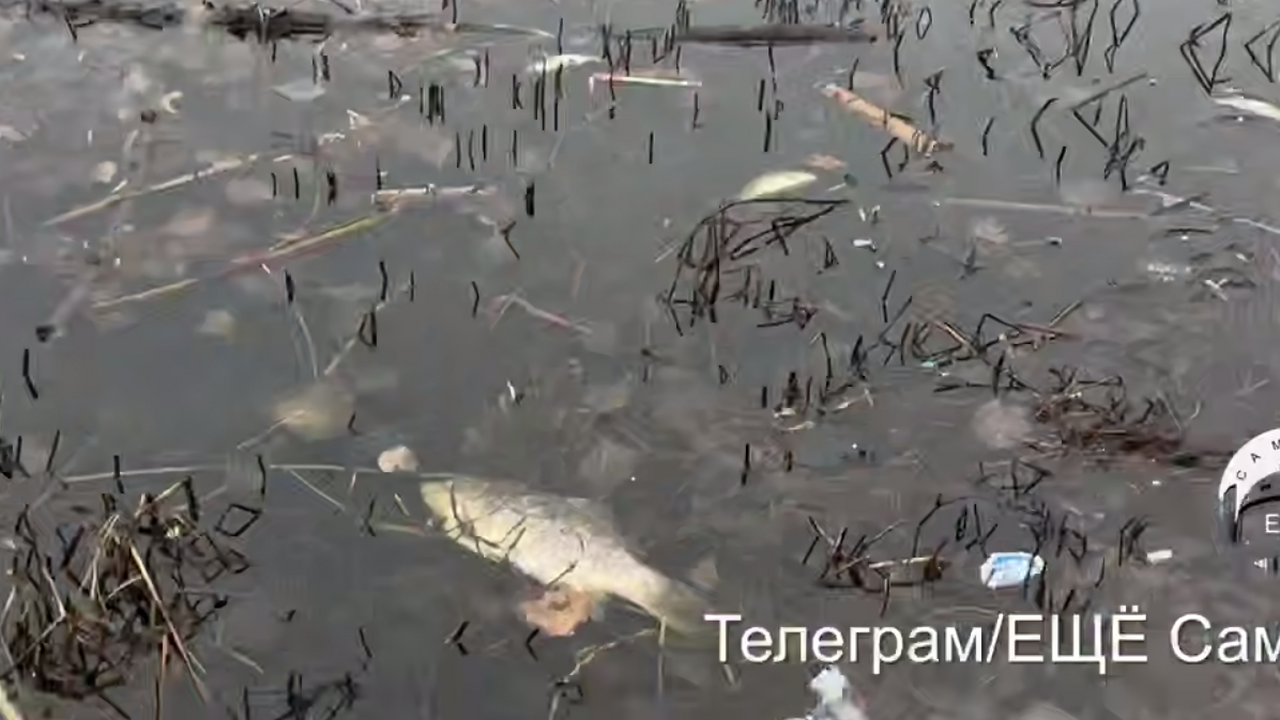 Самарский блогер снял на видео озеро Советского района после массовой гибели рыб В Советском районе произошла массовая гибель во...