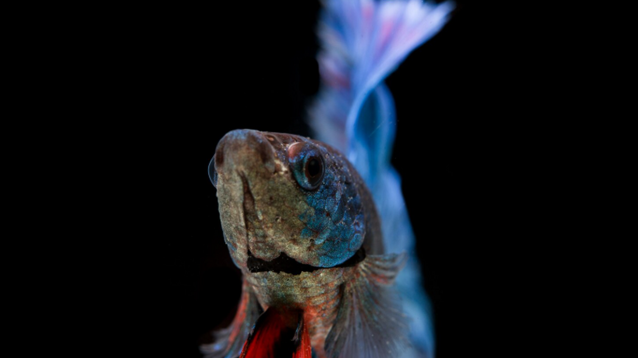 Евгений Костромин, доктор биологических наук и ...