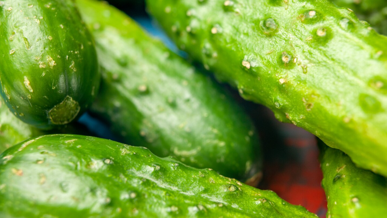 Лучший гибрид огурцов для дачников: “Альянс” - ...