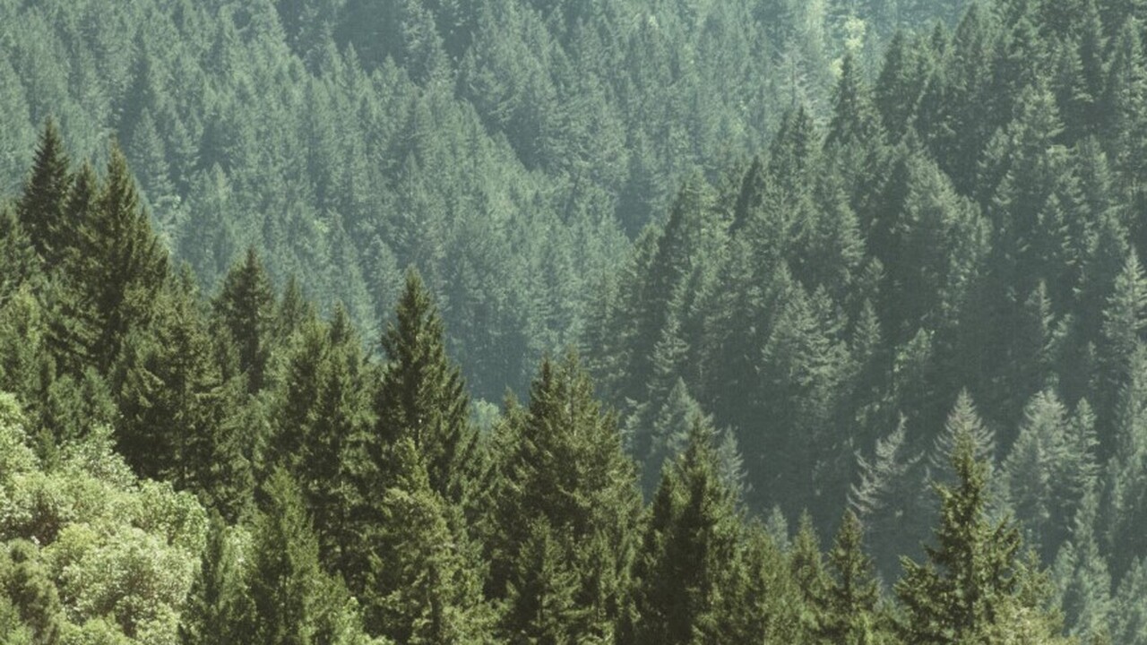 Врач Евгений Таратухин: запах хвои приводит к укреплению иммунитета Доктор Евгений Таратухин, представляющий Пирого...