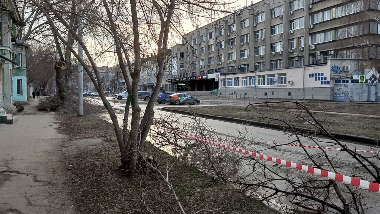 Все вокруг говорят: «Сажайте деревья, и будет в...