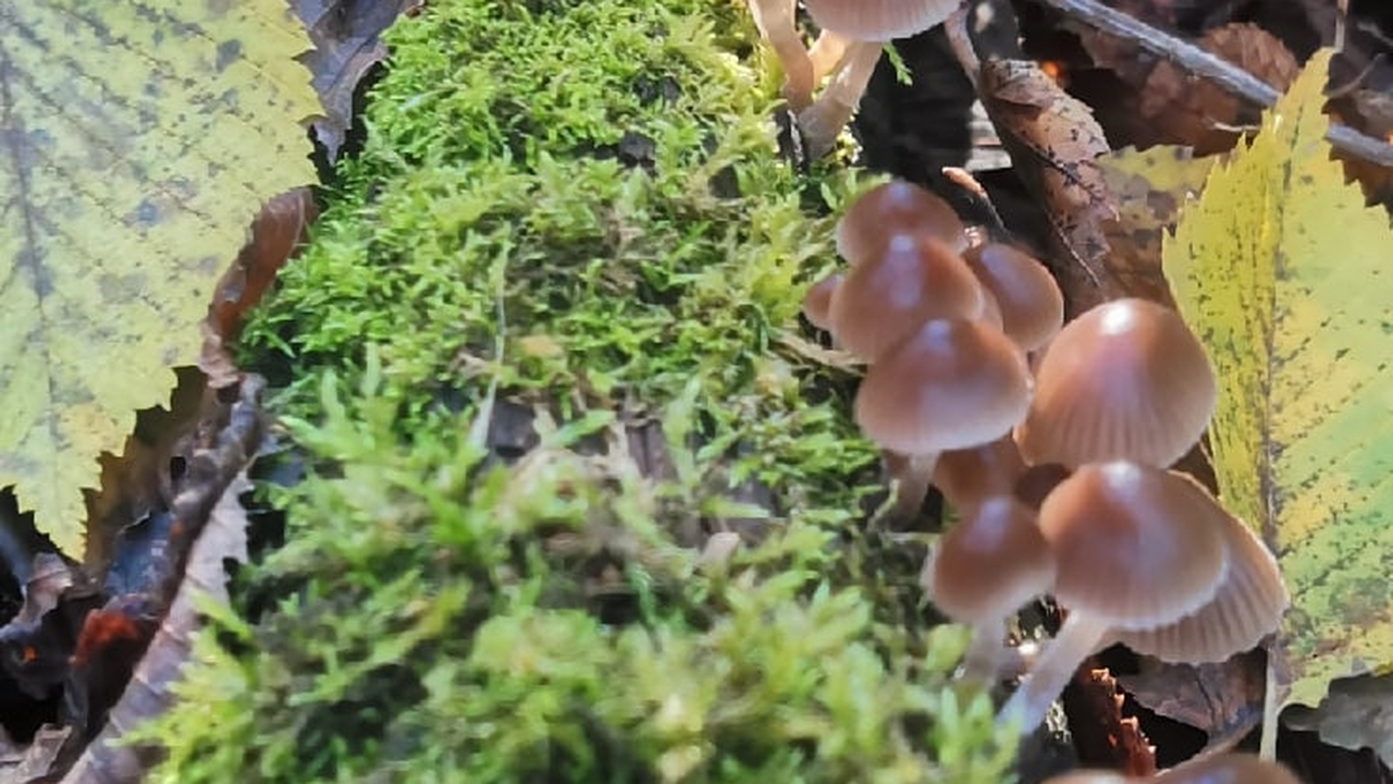 Биологи из Уральского университета обнаружили полезные свойства трутовых грибов Уральские биологи открыли полезные свойства тру...