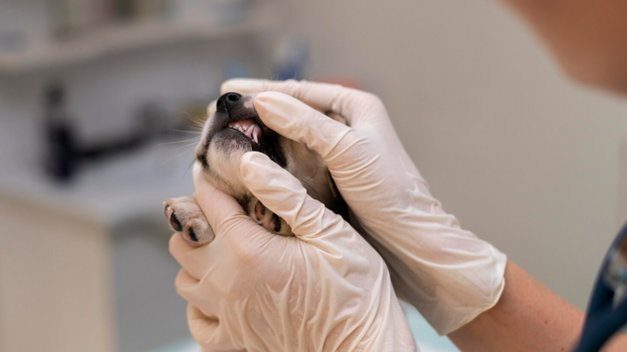 FI: немецкие ученые нашли в болоте Альги зуб последней европейской иглистой сони Немецкие исследователи из университетов Тюбинге...