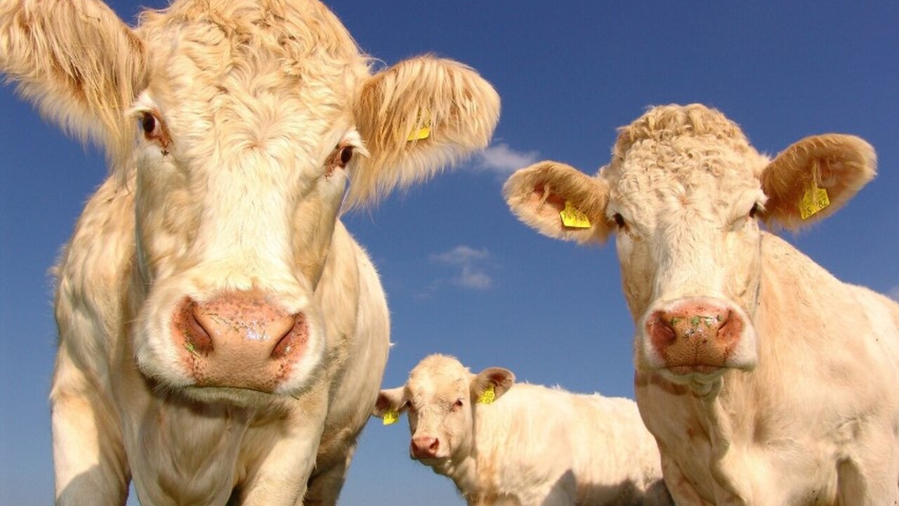 В Краснодарском крае ученые активно исследуют ф...