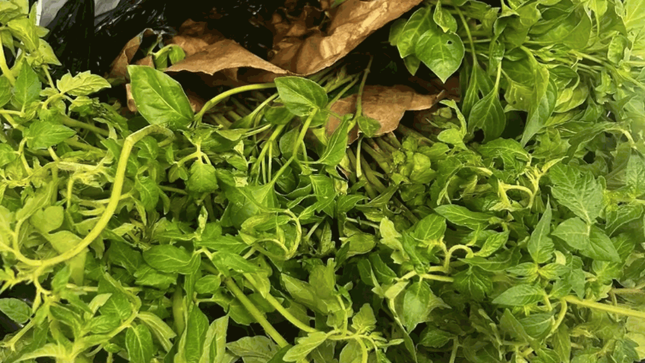 Сотрудники Управления Россельхознадзора по Сама...