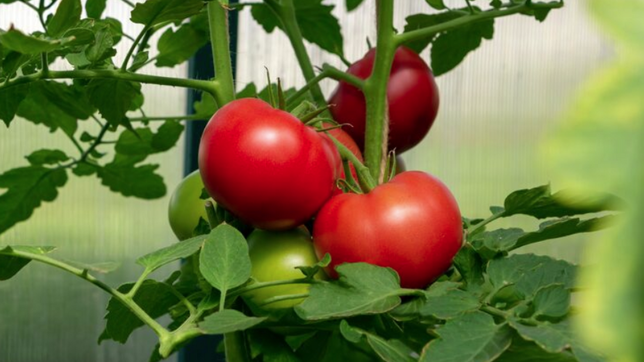 Томаты реально "дуреют" с этой подкормки: кидаю всего 1 ложку на ведро воды — и кусты все в цветах, растут по 2 см в день Подкормка томатов после пересадки в теплицу: ре...