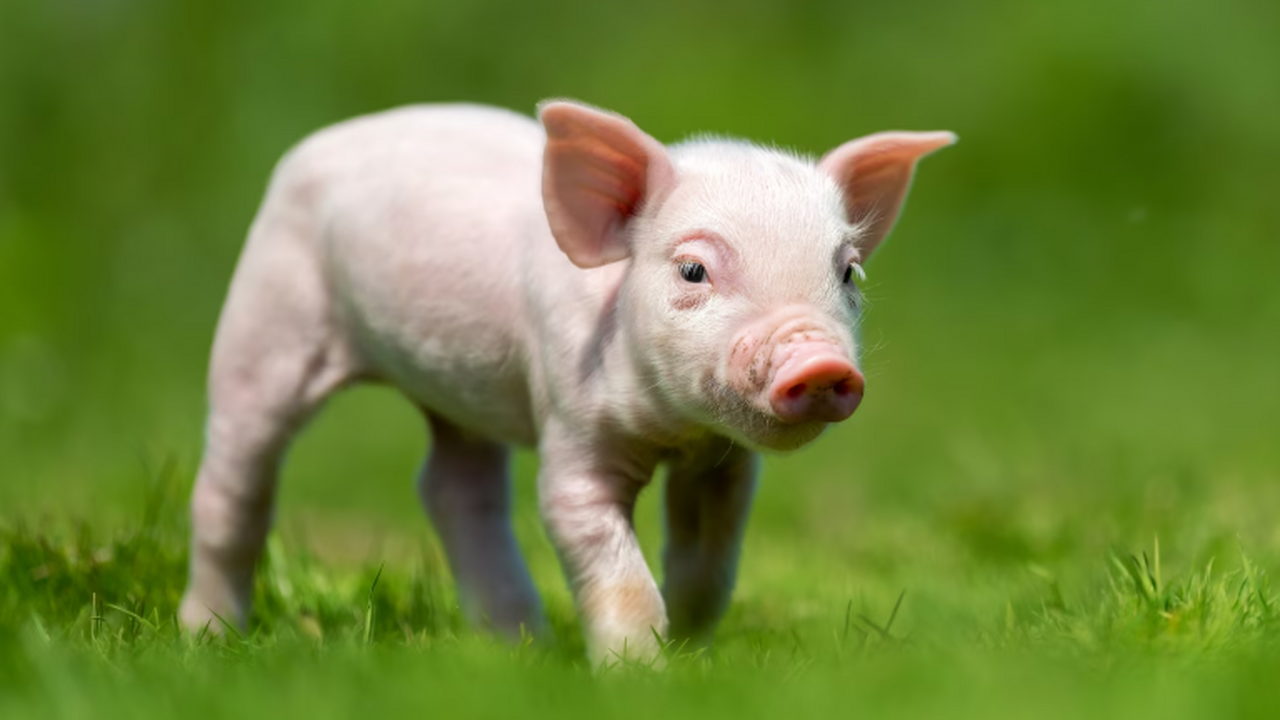 Учёные из области ксенотрансплантации в США про...