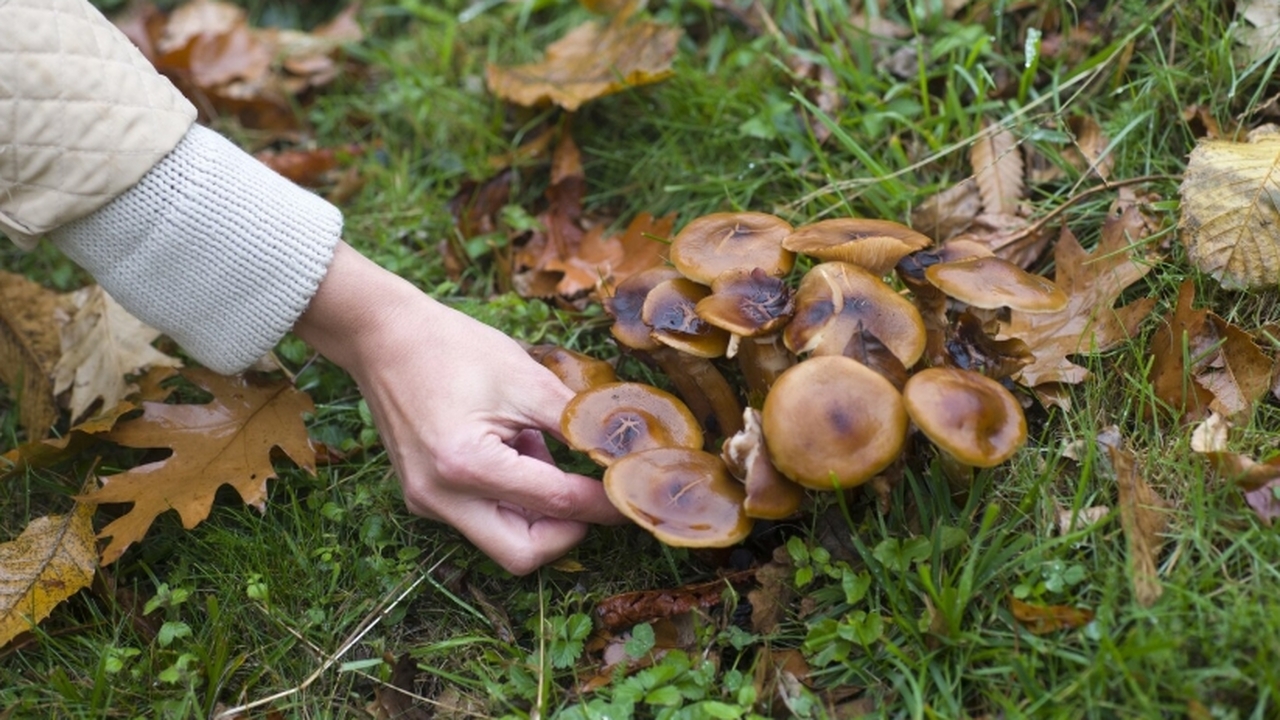 Осенью, когда наступает сезон грибов, любители ...