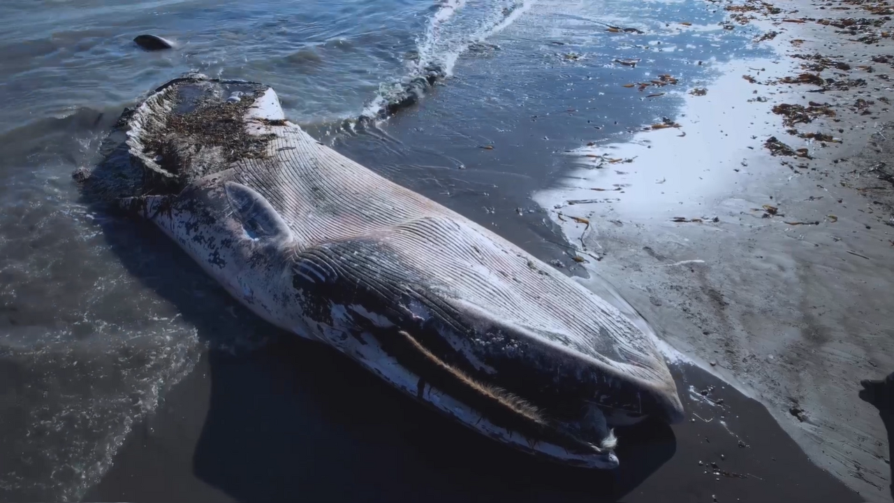 Шторм на Сахалине выбросил на берег труп огромного краснокнижного кита: фото На побережье Сахалина был найден труп кита-финв...