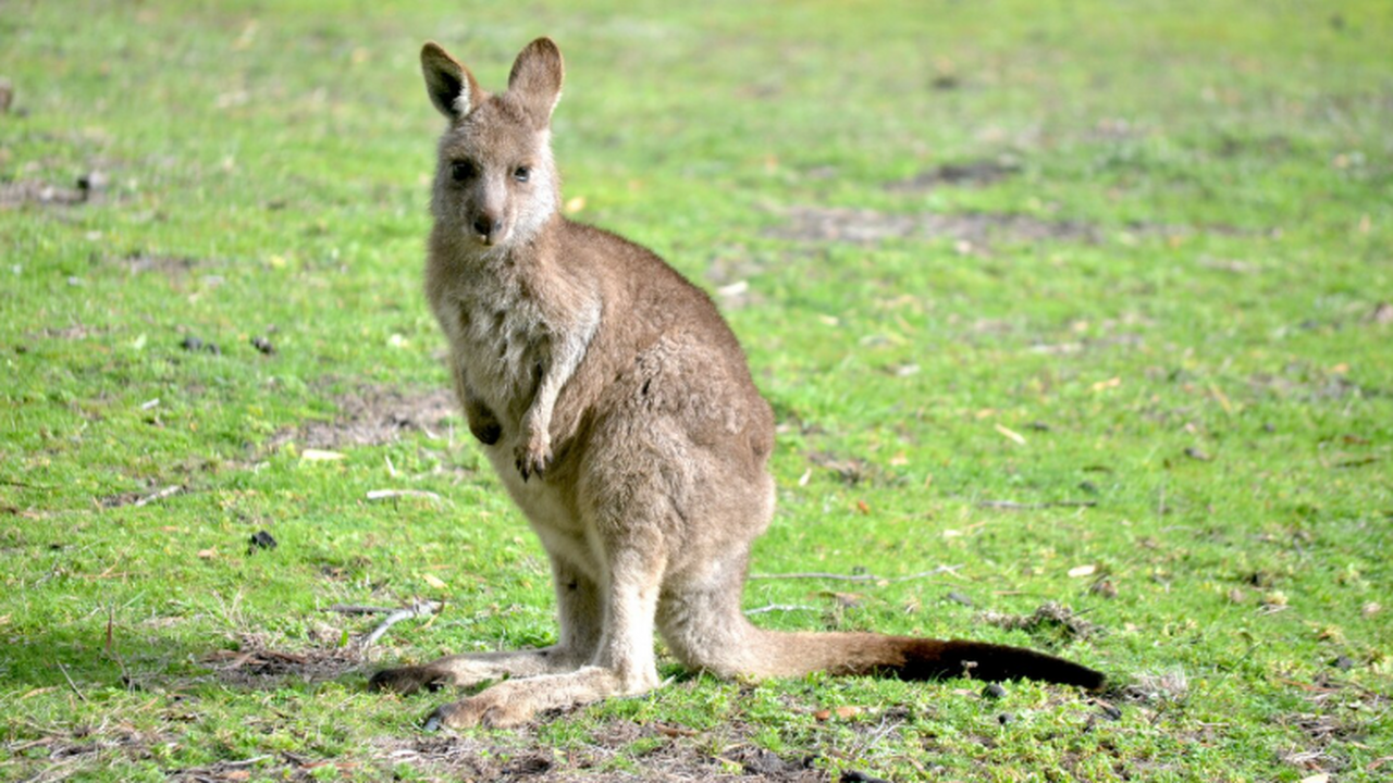 Ученые выяснили, что гигантские древние кенгуру весом 250 умели прыгать – SR Ученые из Манчестерского университета тщательно...