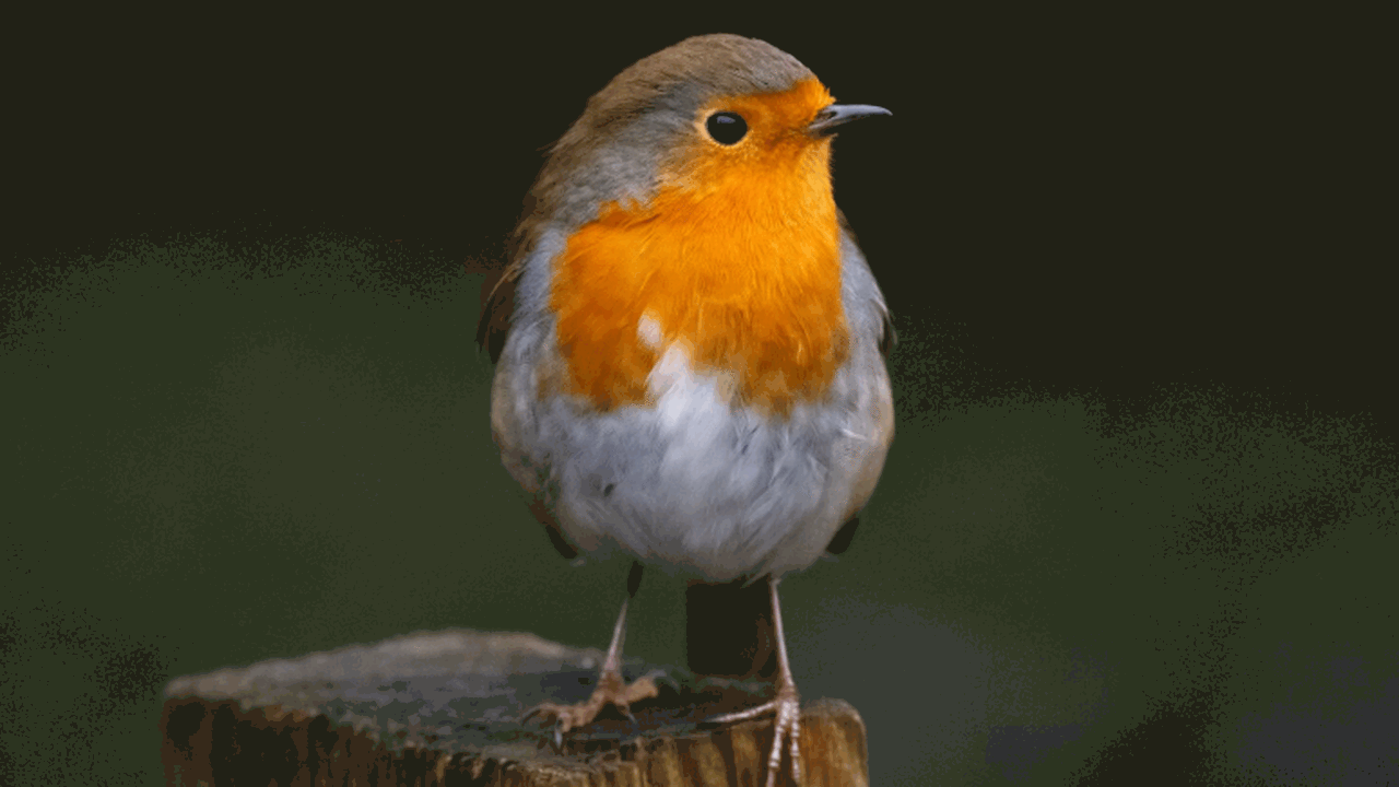 В прибрежных водах Австралии наблюдается аномал...