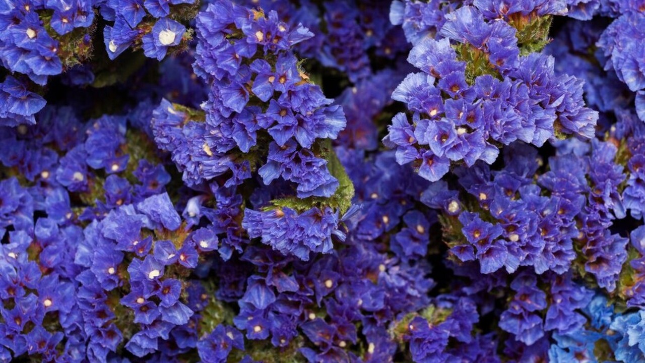 Ботаники, специализирующиеся на изучении эволюц...