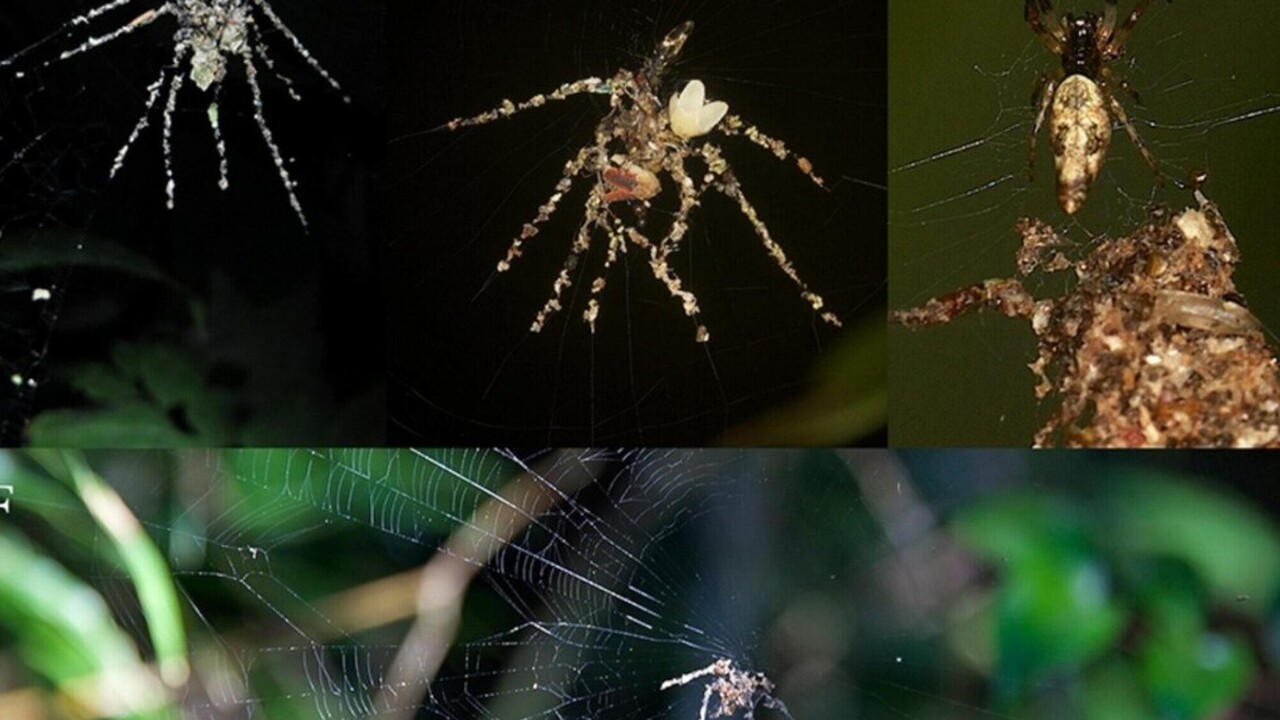 Тропические пауки прибегают к хитрости, создавая муляжи для защиты от врагов Австралийские и американские ученые выявили уни...