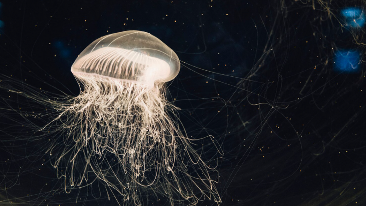 Группа исследователей из Университета Бар-Илан,...