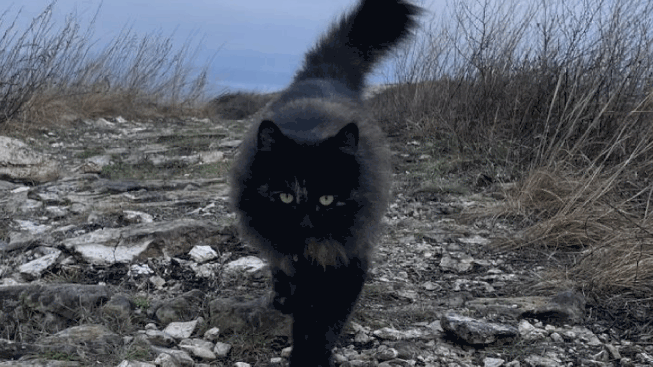 В Жигулевских горах на Молодецком кургане появи...