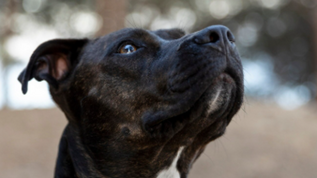 Полицейские с собакой обнаружили наркопритон под Самарой 9 марта 2026 года сотрудники Главного управлени...