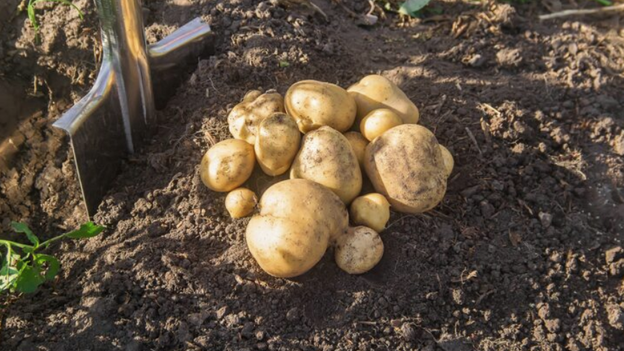 Картофель для средней полосы: 7 ранних сортов с...