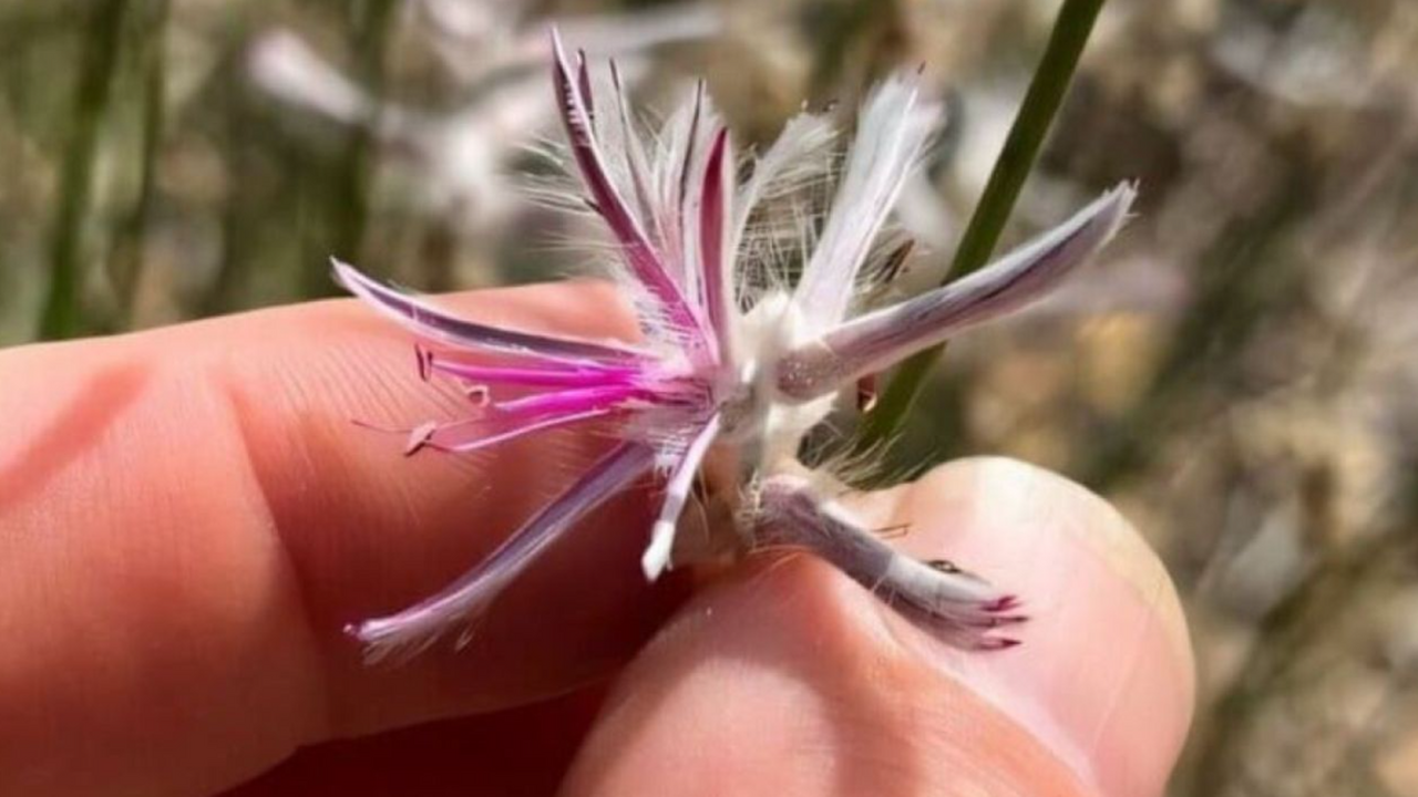 На фото в Австралии сняли «исчезнувшее» растение, которое не видели с 1967 года В Австралии вновь обнаружен кустарник Ptilotus ...
