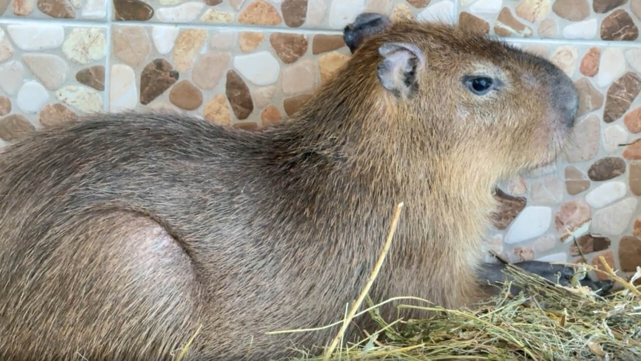 Из Чили — в Самару: на территории ТК «Амбар» появились капибары Кексик и Кабачок В Самаре стало на два повода для умиления больш...
