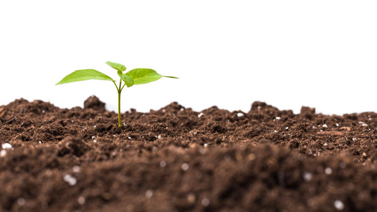 Почвоведы МГУ имени М.В. Ломоносова провели ком...