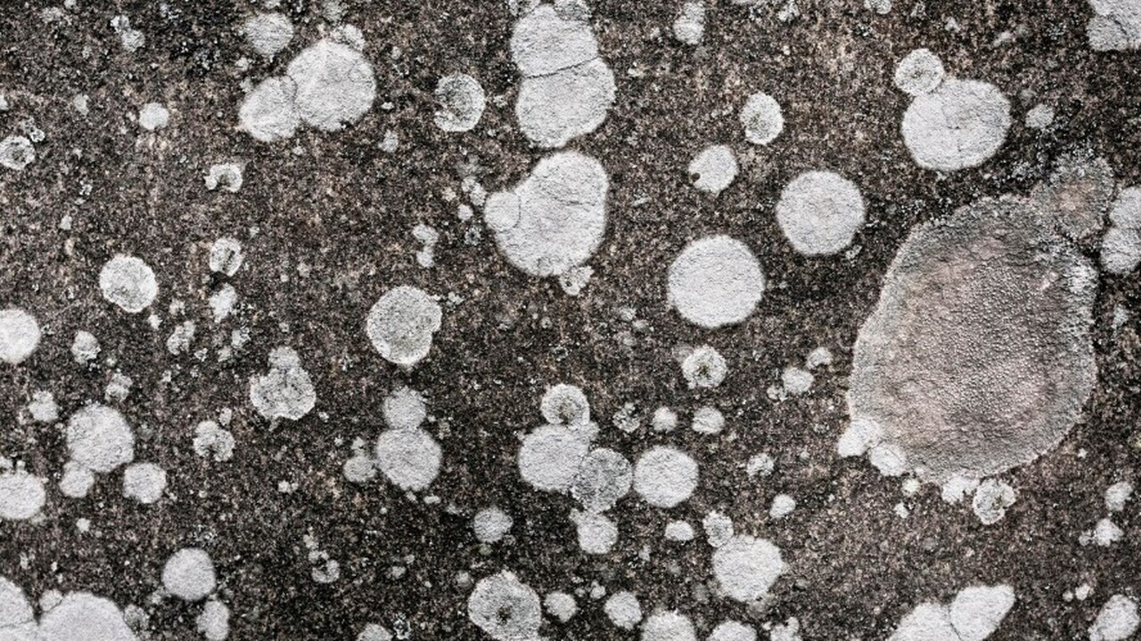 Грибки больше не грозят: химики из Коми создают новое средство В Институте химии Коми научного центра Уральско...