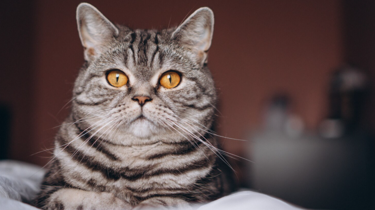 Домашний кот Пеппер из Флориды снова помогает ученым открывать новые вирусы Кот Пеппер, благодаря своему исследовательскому...