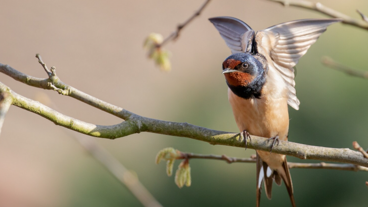 Орнитологи обнаружили, что австралийские белосп...