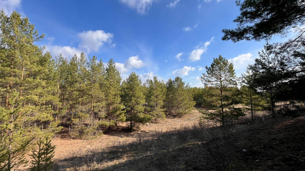 Хвойные леса сталкиваются с серьезными проблема...
