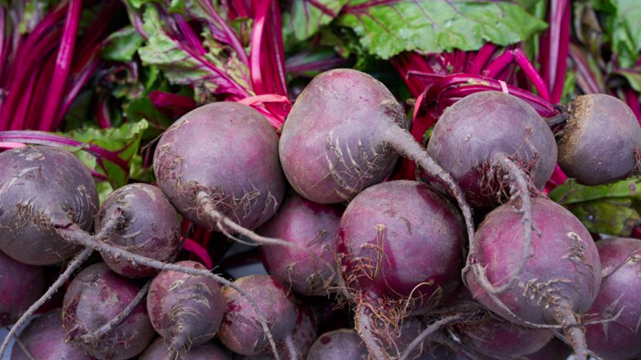 Свёкла сорта Цилиндра широко востребована среди...