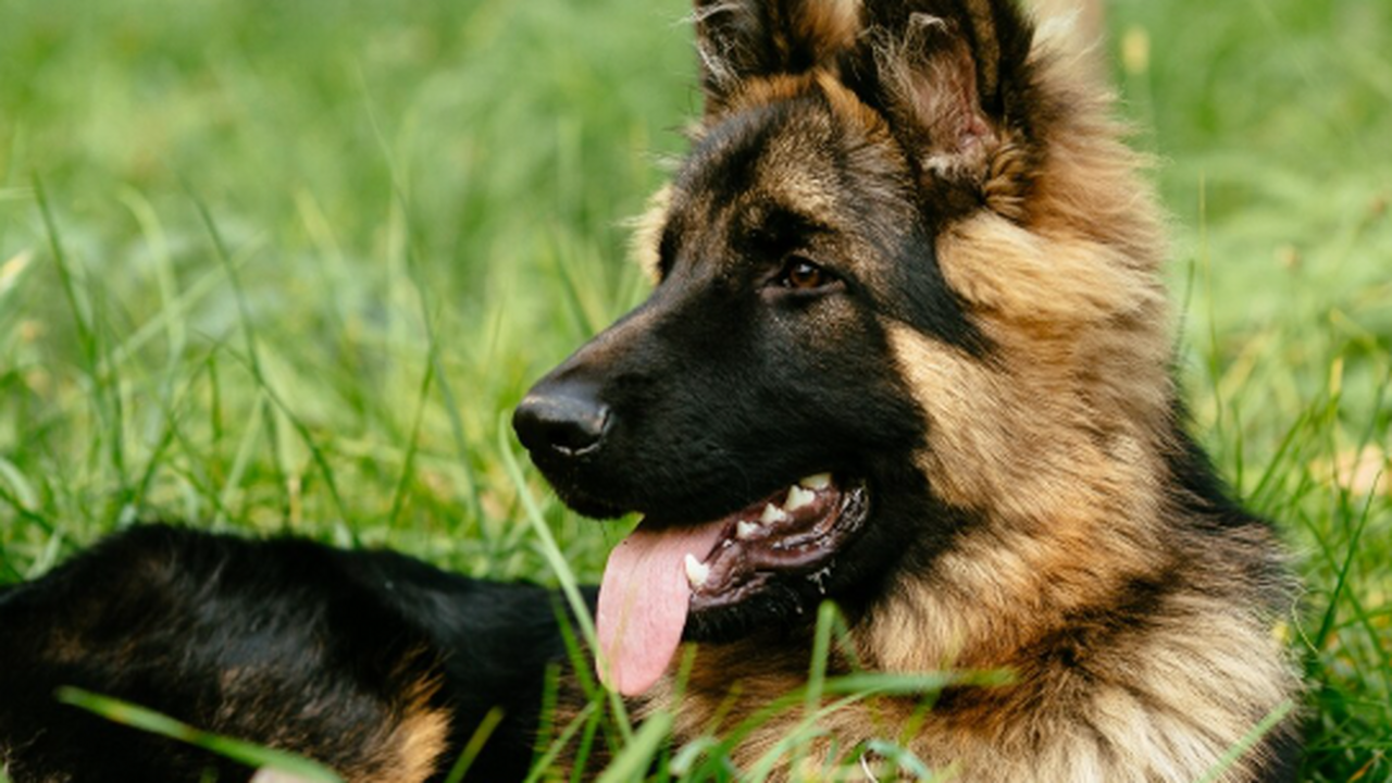 На железной дороге под Самарой спасли замерзающую овчарку В Самаре на железнодорожной станции «Волжская Ж...