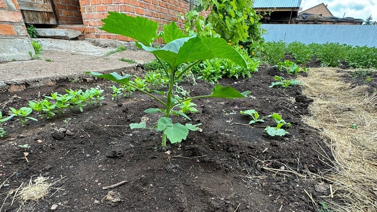 КоАП и дача: за что штрафуют в 2026 году — мыть...