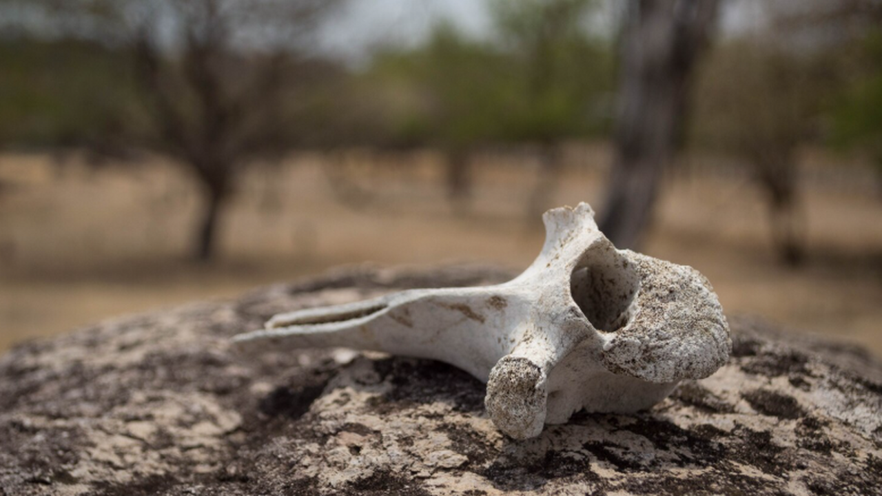 ScienceDaily: Во Франкфурте обнаружено древнейшее святилище с жертвоприношениями Археологи обнаружили в окрестностях Франкфурта ...