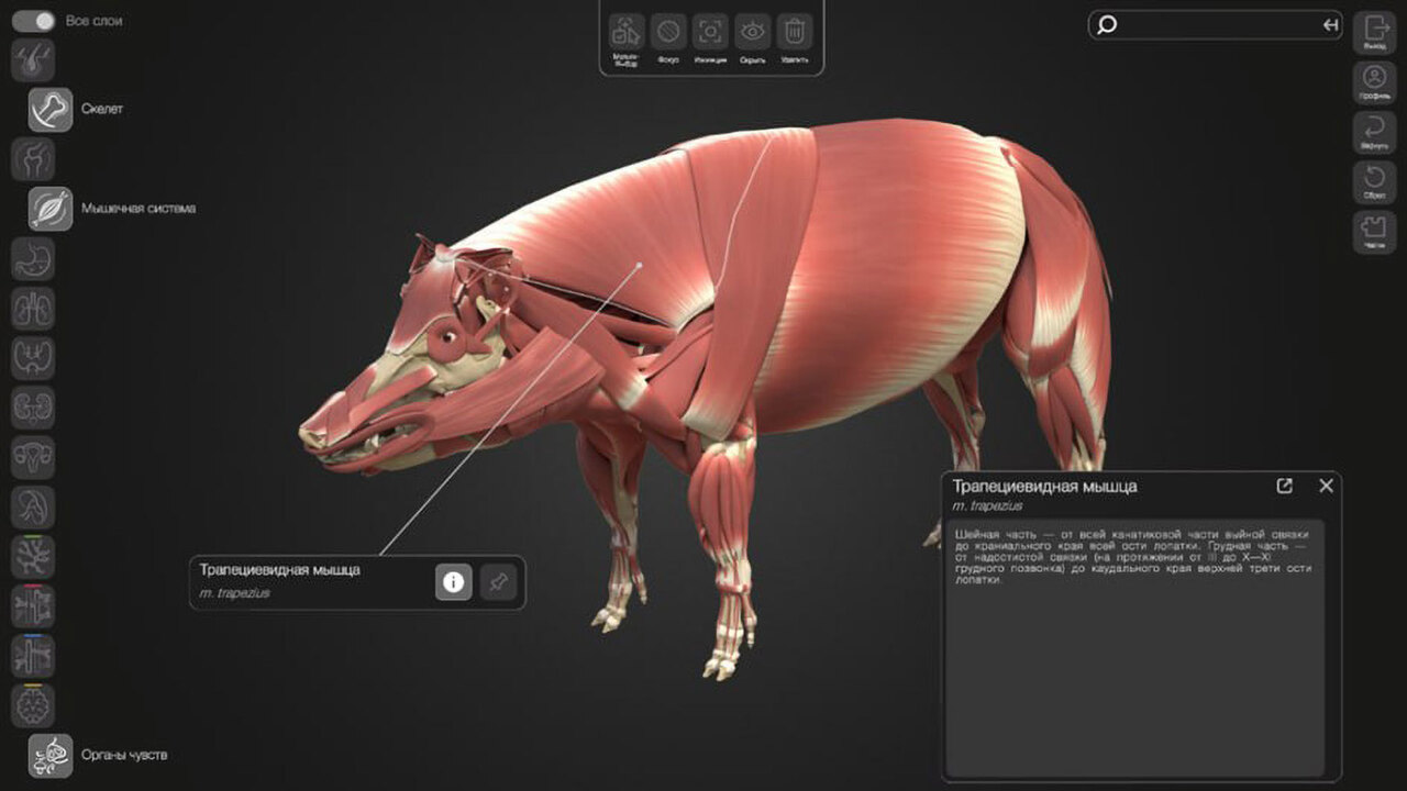 СамГМУ и Белгородский ГАУ изобрели 3D-атлас свиньи для агроклассов России Самарский государственный медицинский университ...