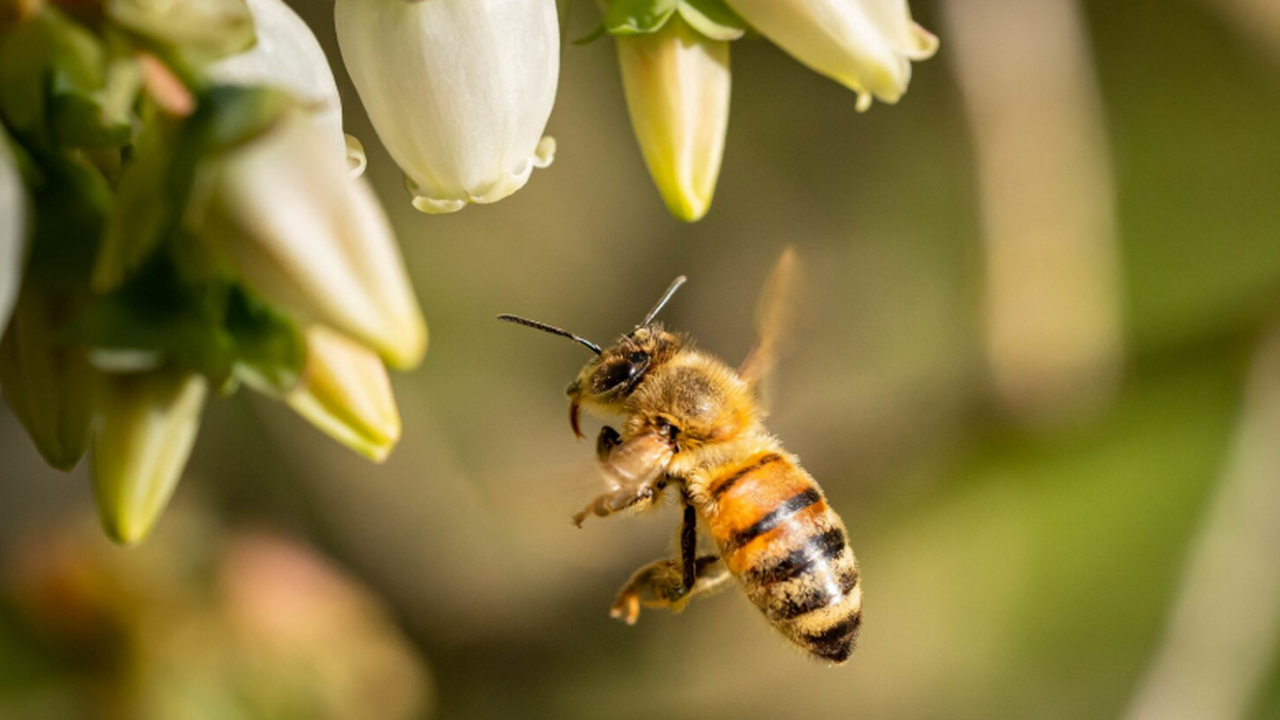На старом кладбище в Итаке, штат Нью-Йорк, биол...