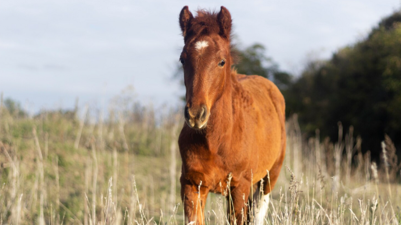 Прошло исследование ученых: лошади чуют человеческий страх и радость Французские ученые доказали, что лошади могут р...