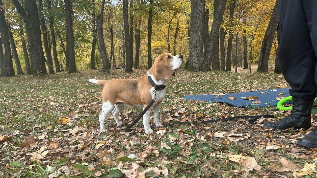 Стало известно, что в Госдуме России разрабатыв...
