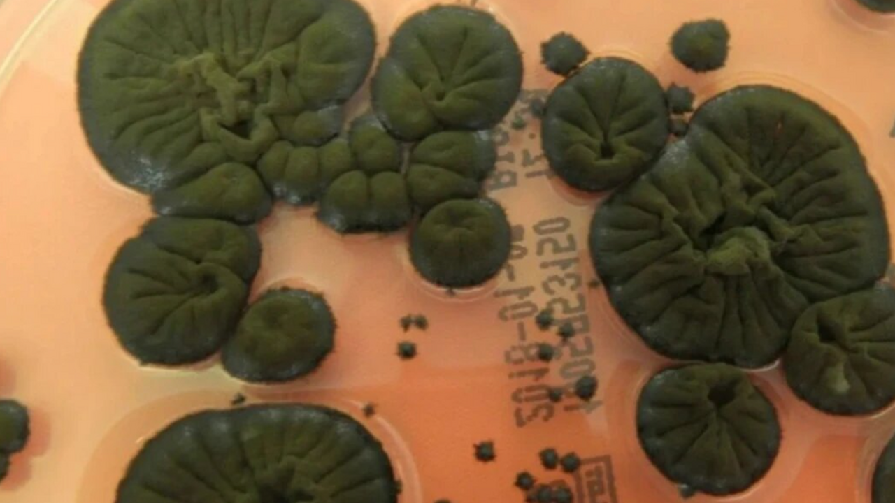 В Чернобыльской зоне отчуждения найден уникальн...