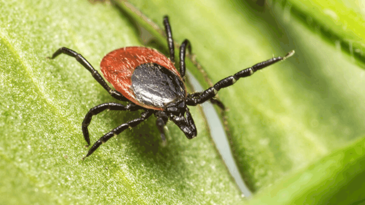 С начала эпидсезона в Самарской области зарегис...