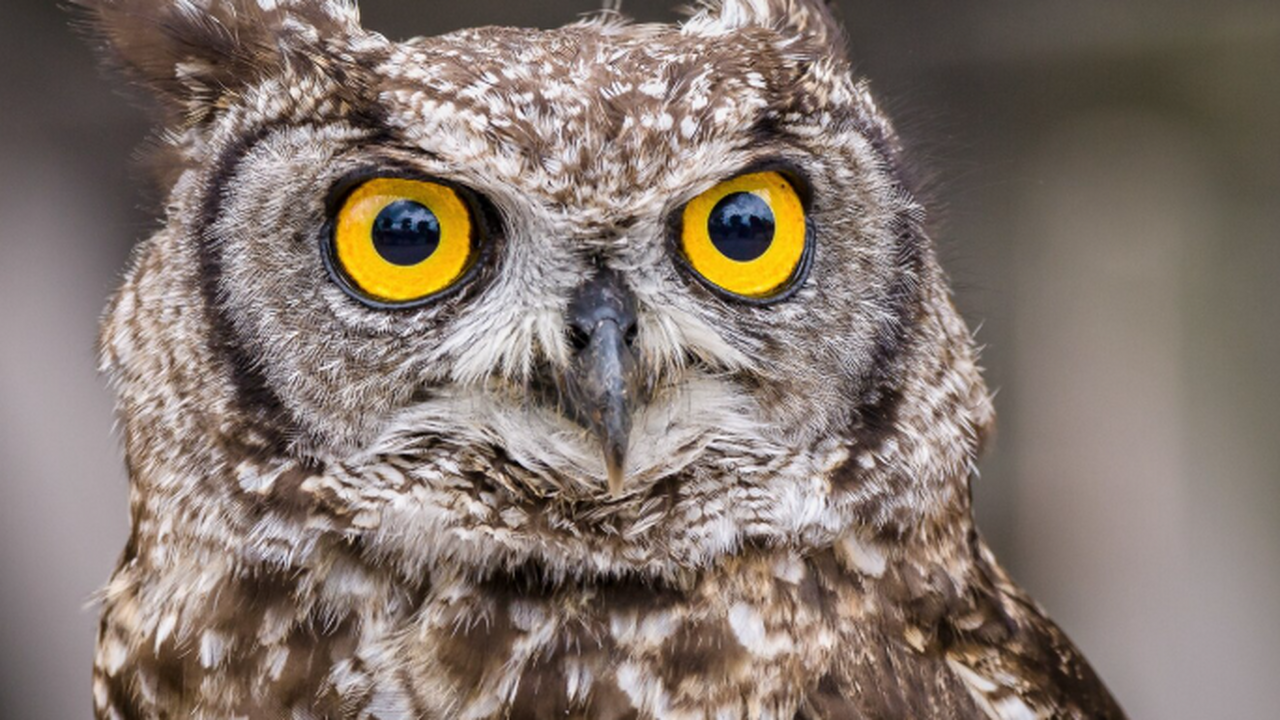 В Самаре начнут проверку уличных фотосессий с совами после жалоб горожан В городе Самаре инициирована проверка по факту ...