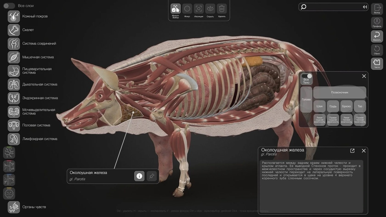 СамГМУ запустил платформу с 3D-атласами животных Цифровые атласы помогут агротехнологическим кла...