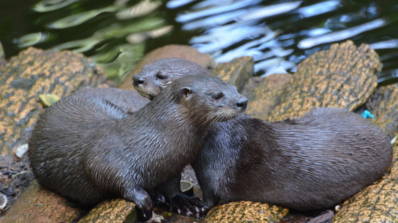В телах морских выдр у берегов Канады обнаружены экстремально высокие дозы ПФАС Исследование выявило высокое содержание пер- и ...