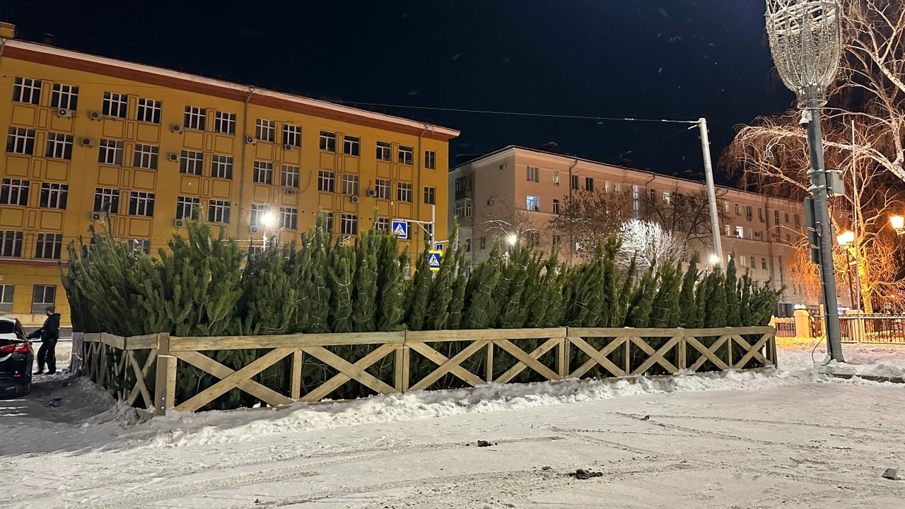 Как легально срубить новогоднюю елку: штрафы за...